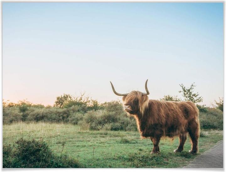 Image du produit Trenddeko Highland Cow 01 (60 x 80 cm)