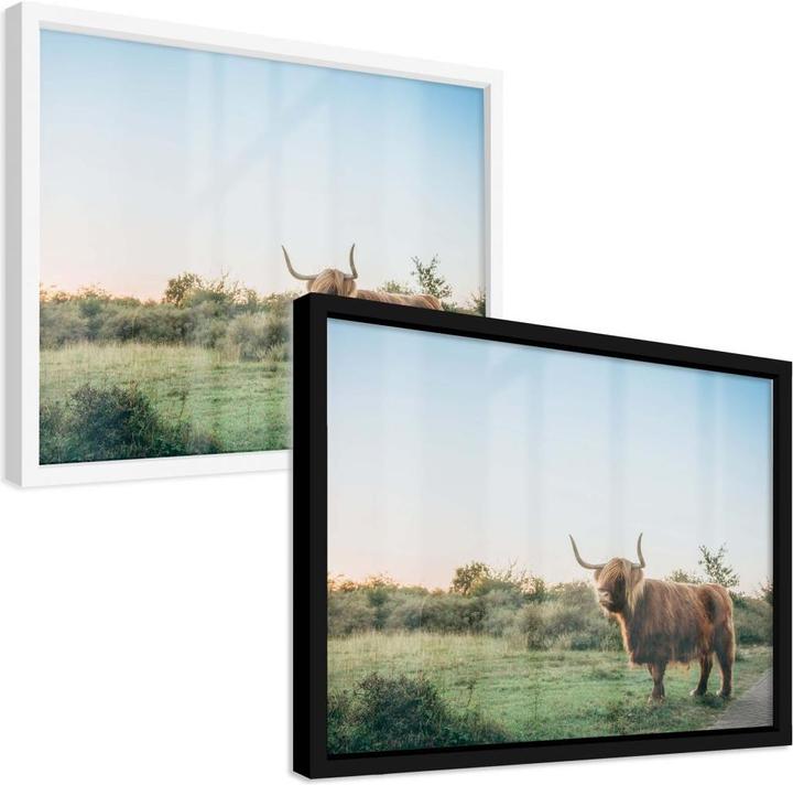 Image du produit Trenddeko Highland Cow 01 (60 x 80 cm)