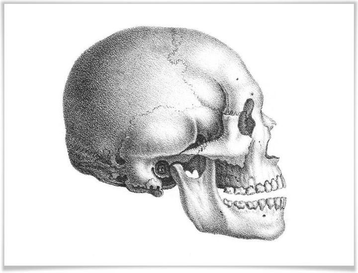 Actual product image Trenddeko Skull 01 (60 x 50 cm)