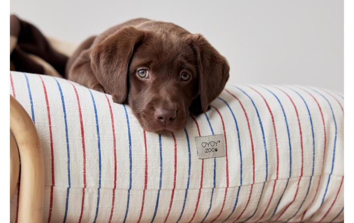 Immagine prodotto Oyoy Otto (Cane)