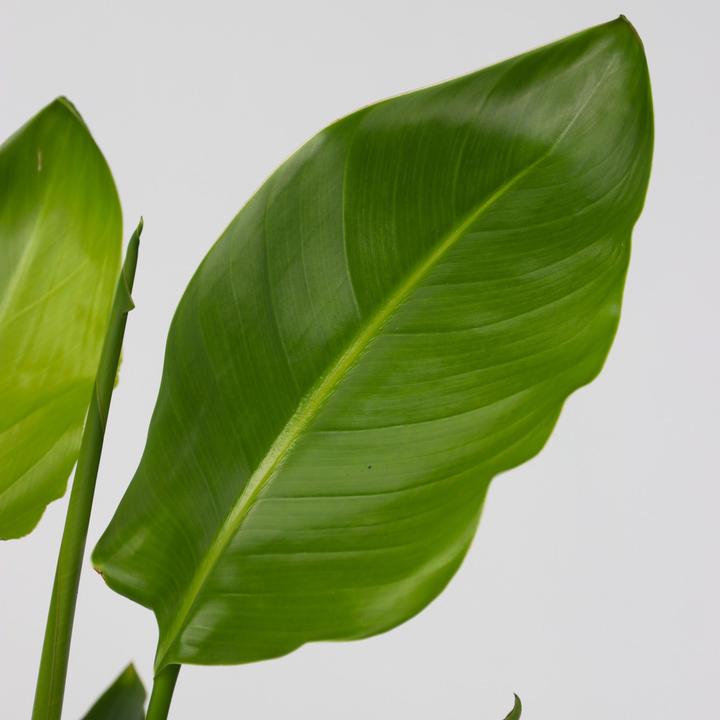 Produktbild Plant in a Box Strelitzia Nicolai - Paradiesvogelpflanze (70 cm)