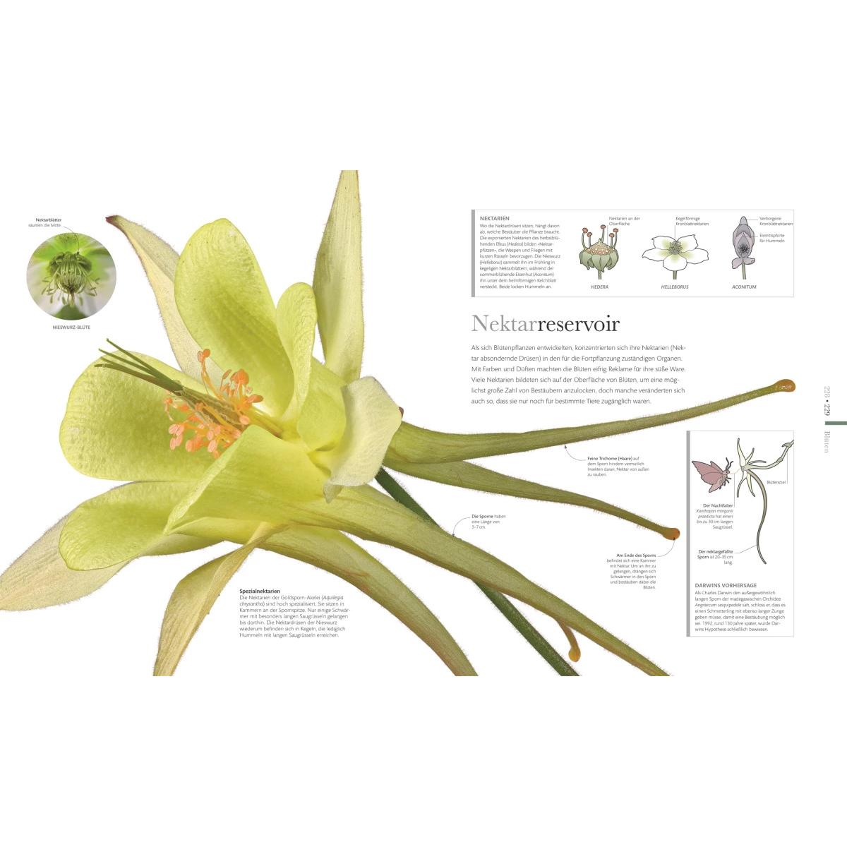 Thumbnail - Flora – Wunderwelt der Pflanzen, Sachbücher von DK Verlag