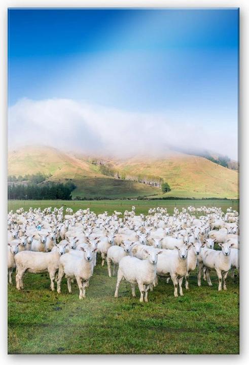 Actual product image Trenddeko Flock of sheep in New Zealand (100 x 150 cm)