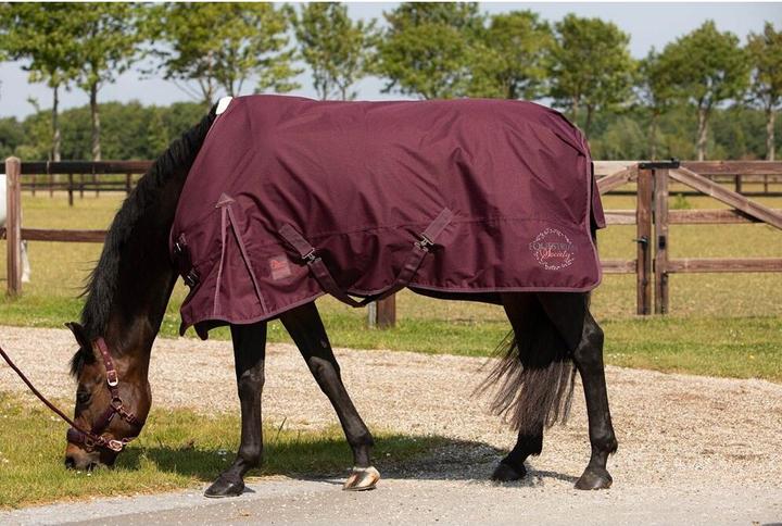 Produktbild Harry's Horse Calgary