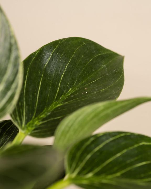Image du produit feey Philodendron Birkin 'White Measure' (20 cm, Fraîchement rempotés)
