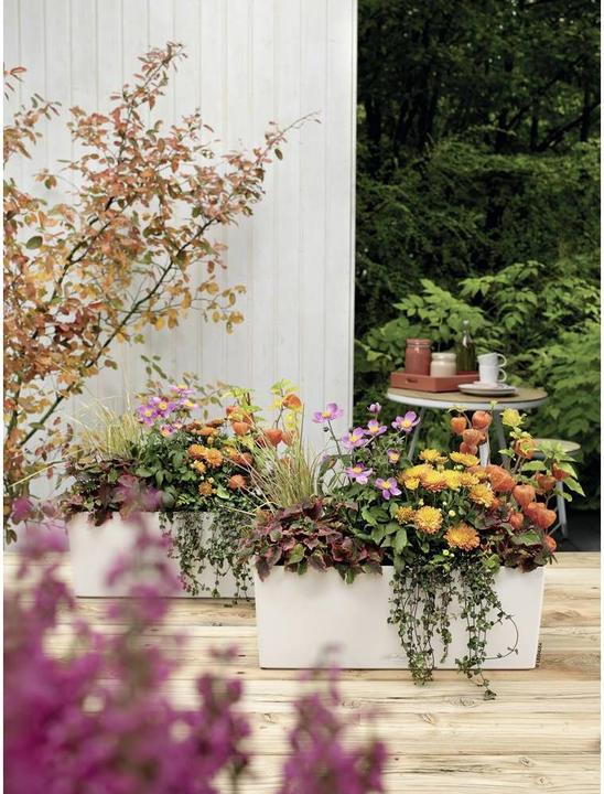 Productafbeelding Lechuza Balconera Kleur (50 x 19 x 19 cm)