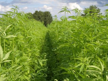 Produktbild Sonnentor Hanfblätter Tee (40 g)