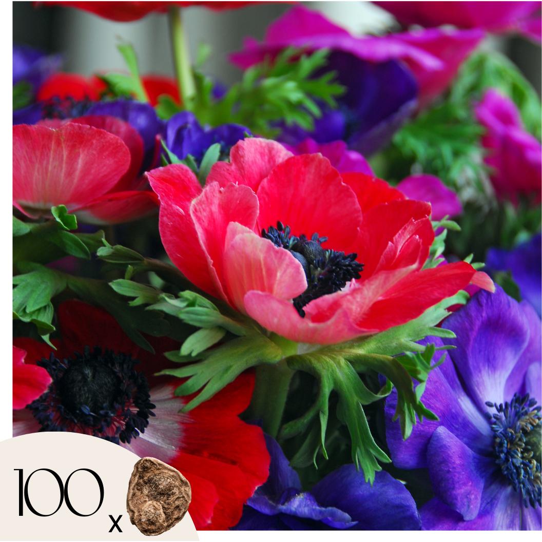 Plant in a Box, Pflanzen, Anemoon de Caen - 100-er Set (10 cm)
