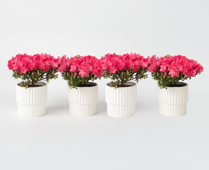 Produktbild Plant in a Box Rhododendron azalea 'Anouk' - 4er Set Azalee (25 cm)