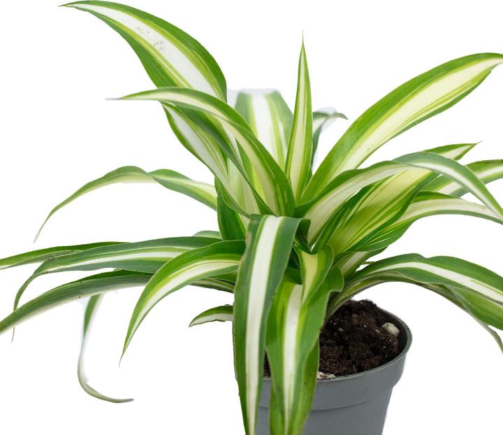 Produktbild Flowerbox Grünlilie - Chlorophytum Comosum Variegata (15 cm)