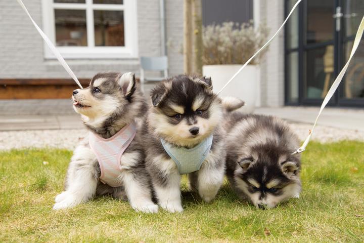 Image du produit Beeztees Harno (M, Chien, Promenade)