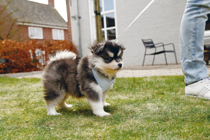 Image du produit Beeztees Harno (M, Chien, Promenade)