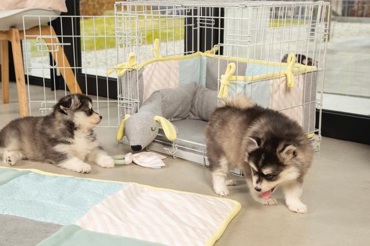 Immagine prodotto Beeztees Gabbia per cuccioli (Cane)