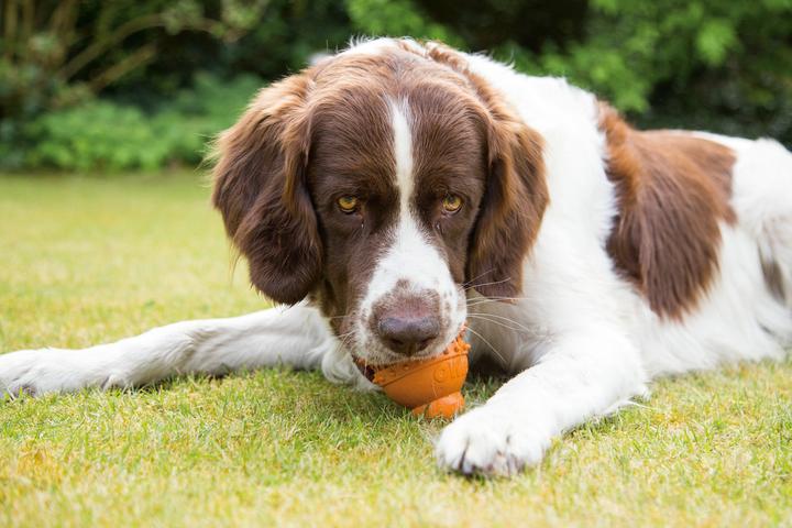 Immagine prodotto Beeztees Dental (Gioco da masticare per cani)
