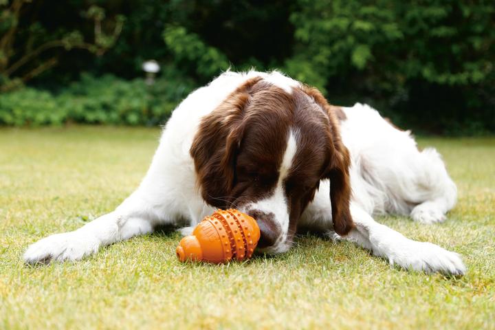 Immagine prodotto Beeztees Dental (Gioco da masticare per cani)