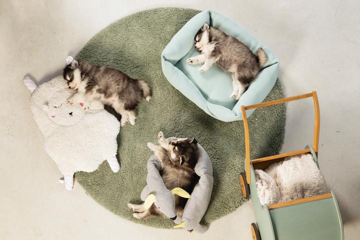 Immagine prodotto Beeztees Doggy (Giochi per cuccioli)