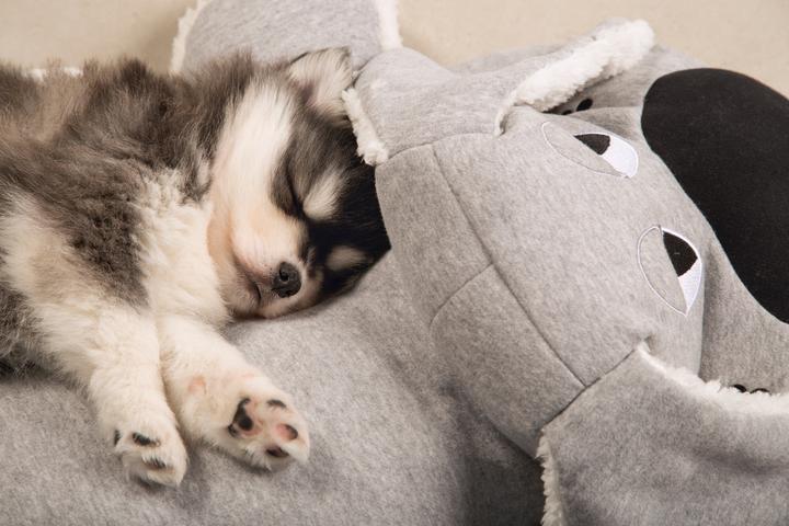 Productafbeelding Beeztees Boomby (Puppy speelgoed)