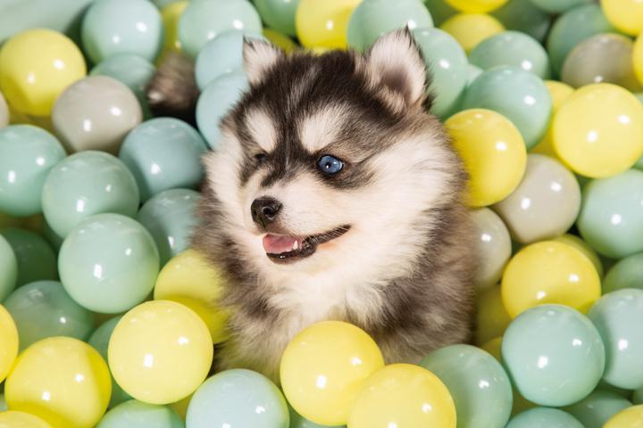 Immagine prodotto Beeztees Cattivo Funchie (Giochi per cuccioli)