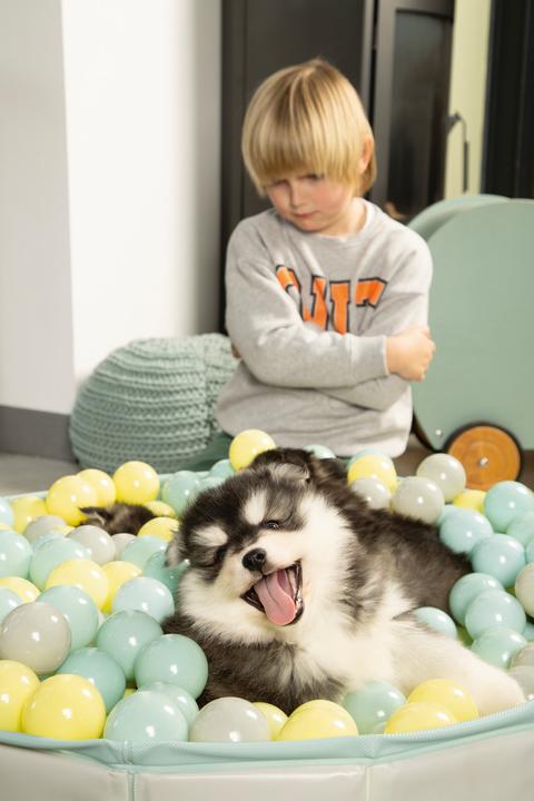 Immagine prodotto Beeztees Cattivo Funchie (Giochi per cuccioli)