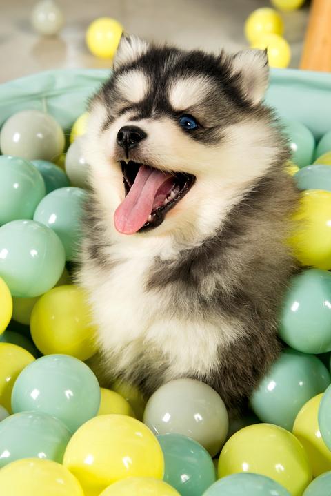 Immagine prodotto Beeztees Cattivo Funchie (Giochi per cuccioli)