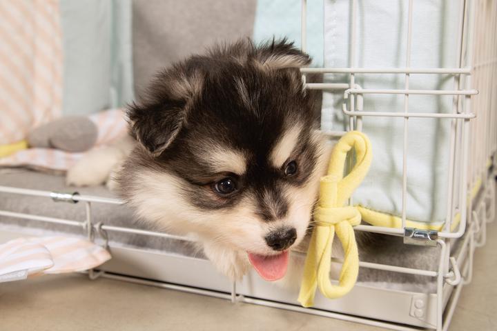 Immagine prodotto Beeztees Gabbia per cuccioli (Cane)