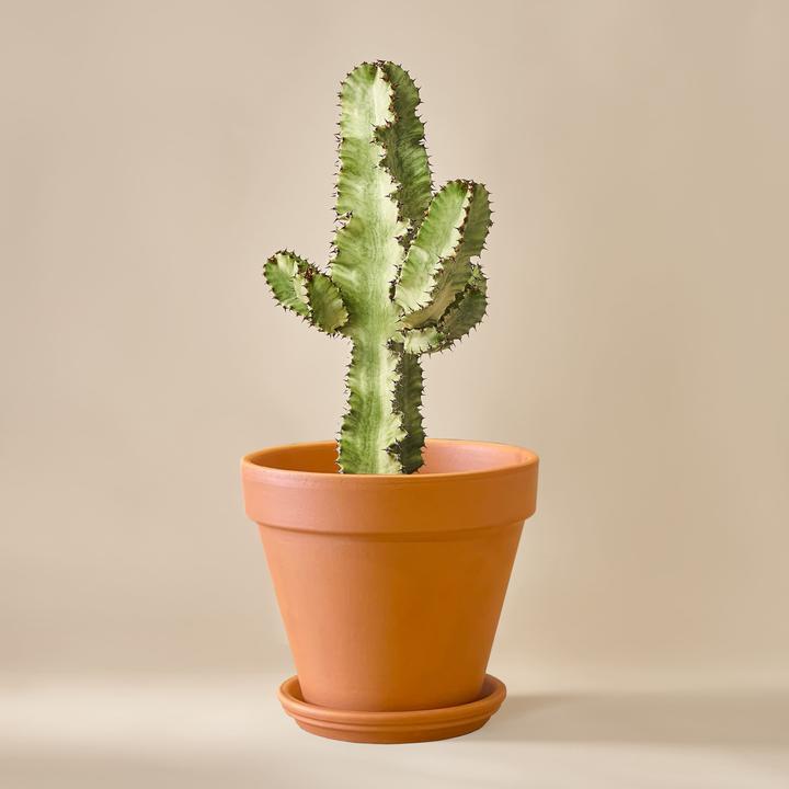 Mary and Plants Spurge Cactus Variegata (70 cm)