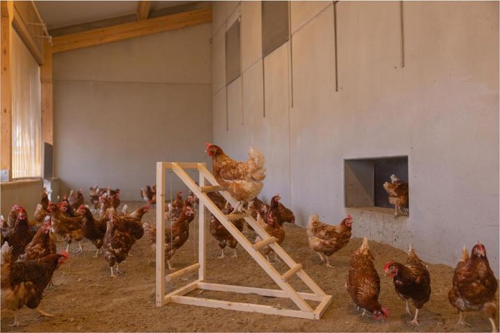 Produktbild Kerbl Kletterturm mit Schaukel für Hühner