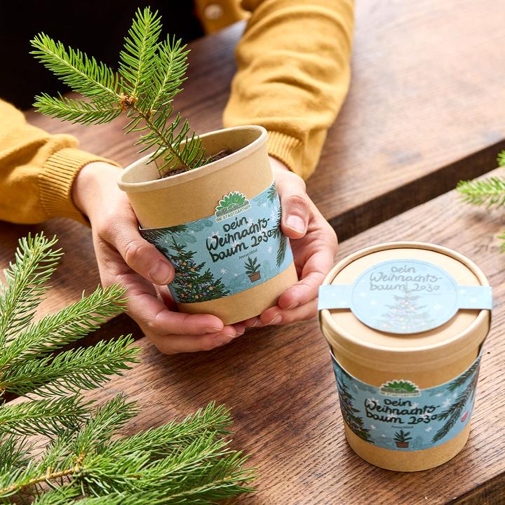 Immagine prodotto Die Stadtgärtner Hochwertiges Fichten-Anzuchtset für Ihren eigenen Weihnachtsbaum für 2030