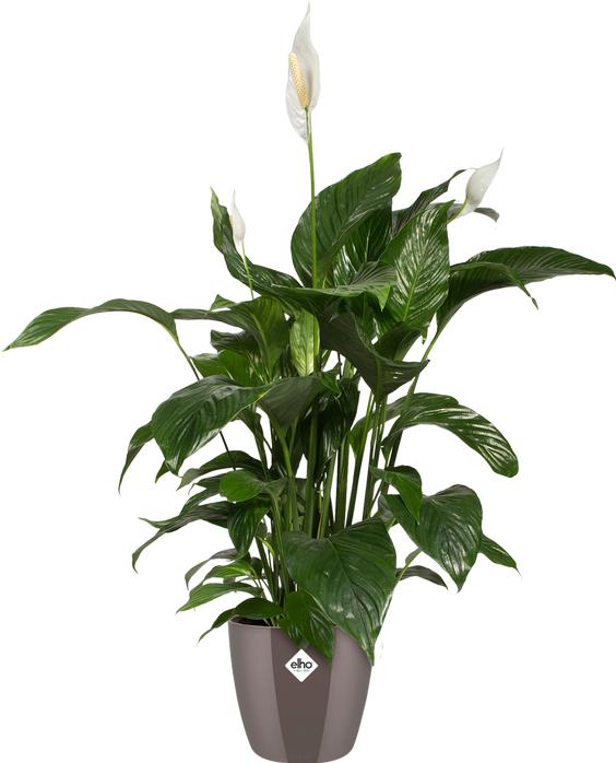 Produktbild Elho Brussels (20 x 19 cm)