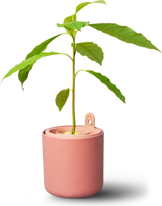 Produktbild Elho Amazing Avocado Pot