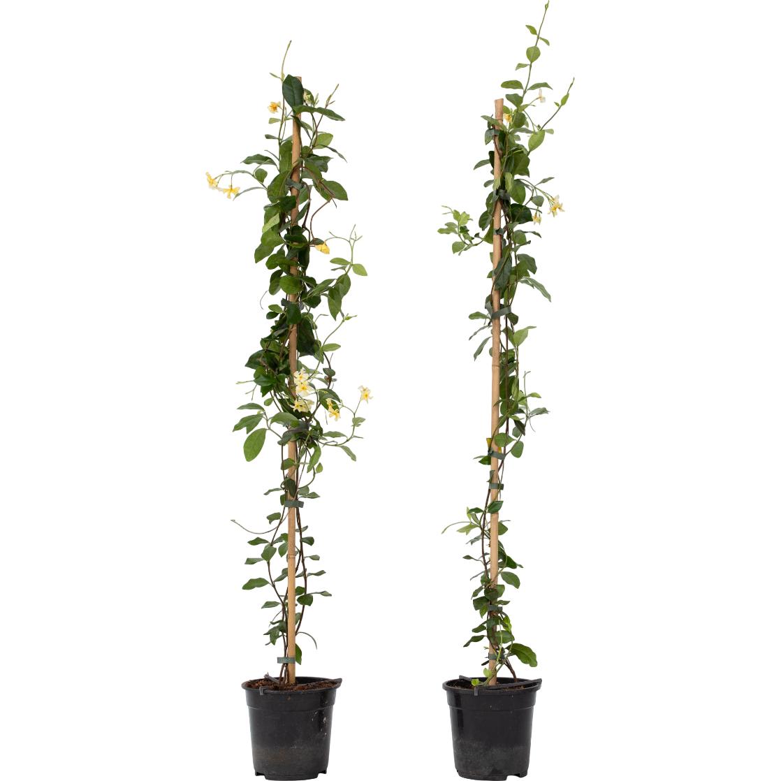 Plant in a Box, Pflanzen, Trachelospermum jasminoides Star of Toscane - 2er Set Sternjasmin (110 cm)
