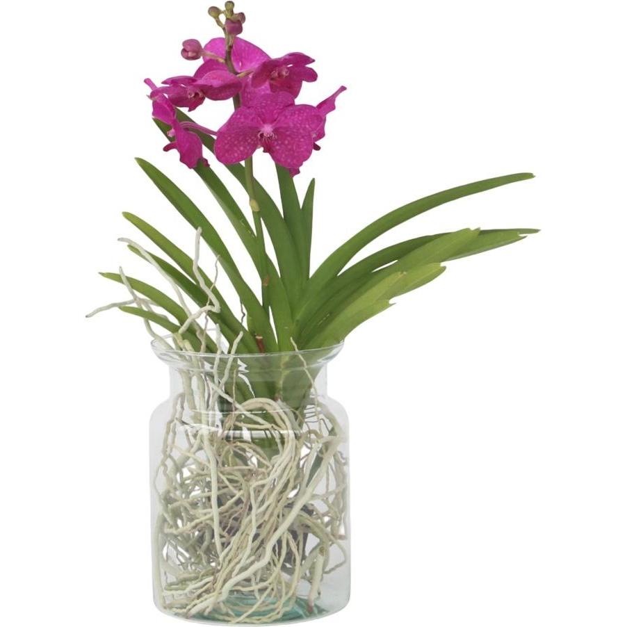Plant in a Box, Pflanzen, Vanda 'Cerise' - Orchidee (45 cm)