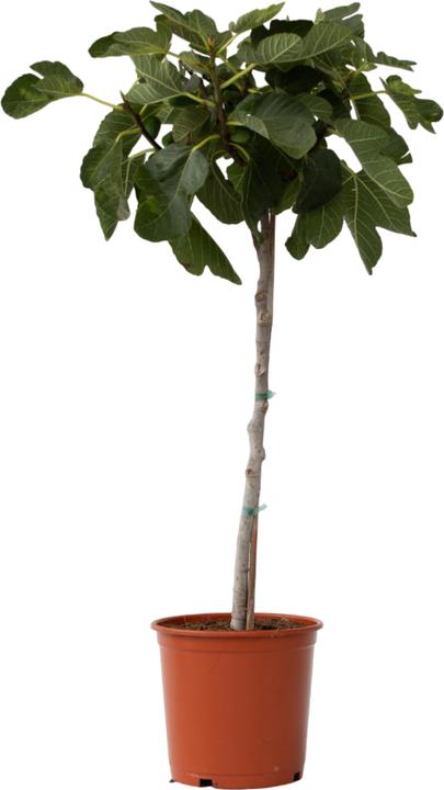 Actual product image Plant in a Box Ficus Carica - Fig tree (70 cm)