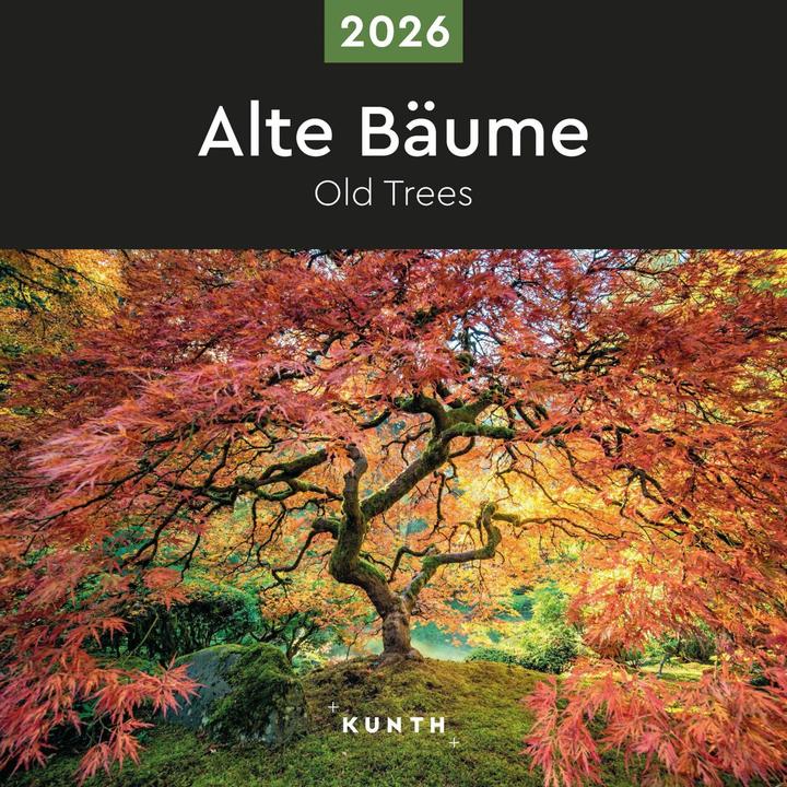 Produktbild Alte Bäume - Broschurkalender 2026