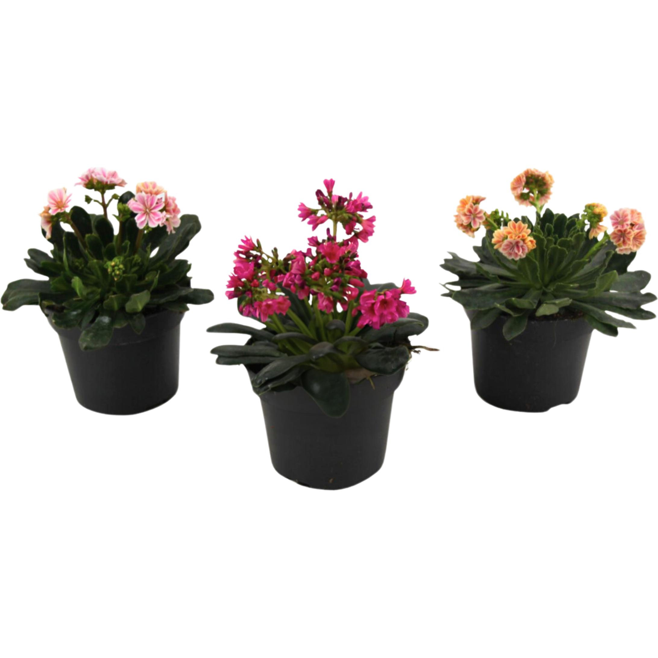 Plant in a Box, Pflanzen, Lewisia cotyledeon - 3er-Set Bitterkraut (10 cm)