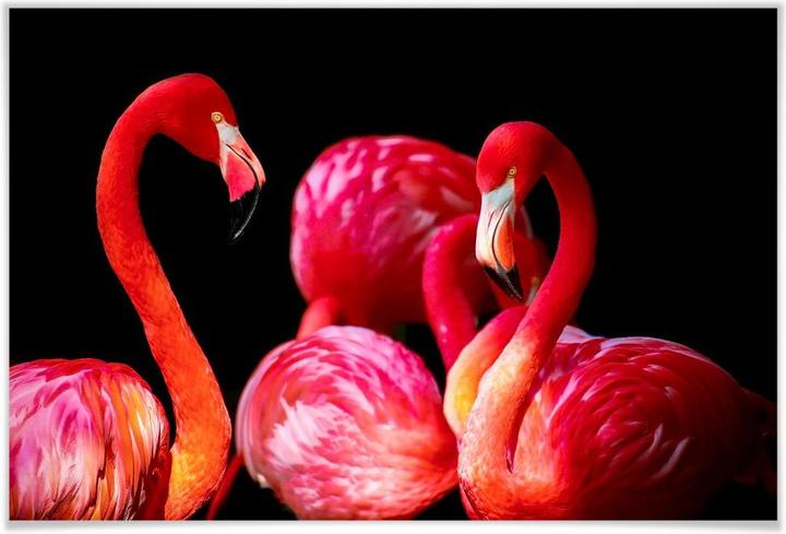 Image du produit Trenddeko Flamant rose (45 x 30 cm)