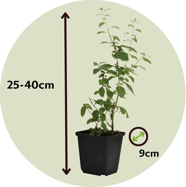 Actual product image Plant in a Box Lycium barbarum - Set of 6 goji plants (25 cm)