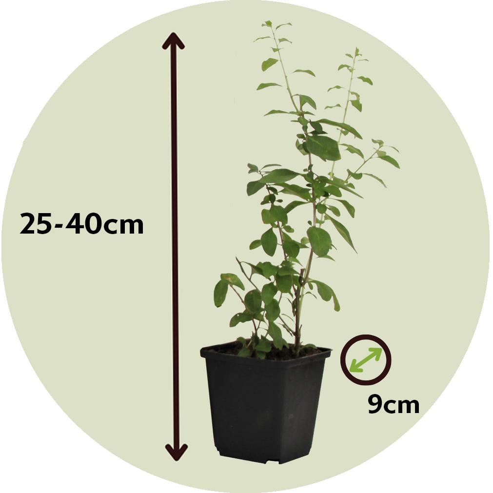 Thumbnail - Plant in a Box, Pflanzen, Lycium barbarum - 3er Set Goji Pflanzen (25 cm)