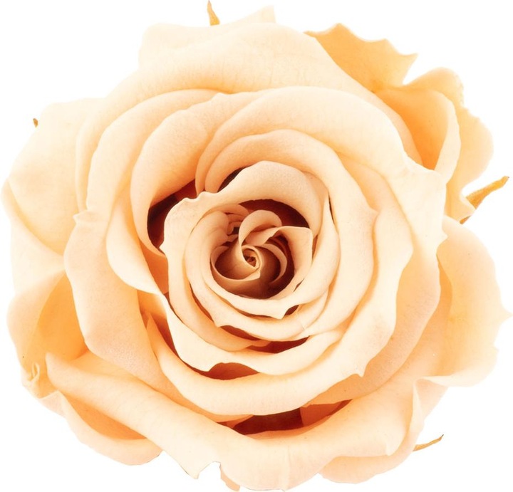 Produktbild Flowerbox 12er-Pack Infinity-Bloom konservierte Rosenköpfe MINI (Infinity Blumen)