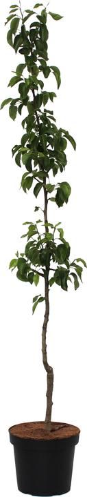 Actual product image Zulauf Columnar pear (70 cm)