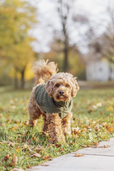 Actual product image Trixie Norwood pullover, XXS: 18 cm, olive green (XXS, Dog jumper)