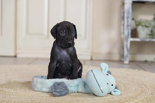 Produktbild Beeztees Puppy Flatino Drache Yi (Plüschspielzeug Hund)