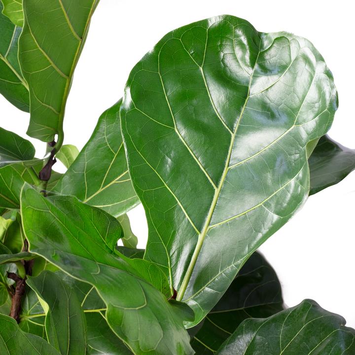 Produktbild Flowerbox Geigenfeige verzweigt - Ficus Lyrata (30 cm)