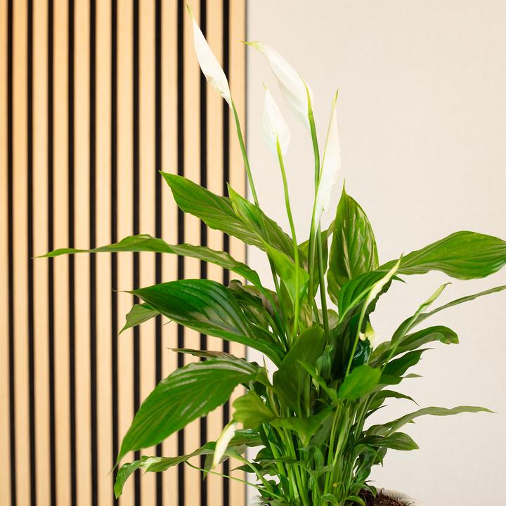 Actual product image Flowerbox Einblatt - Spathiphyllum (50 cm)