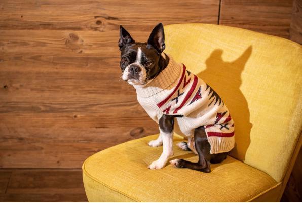 Produktbild Chiara Pullover LIMA (45, Hundepullover)