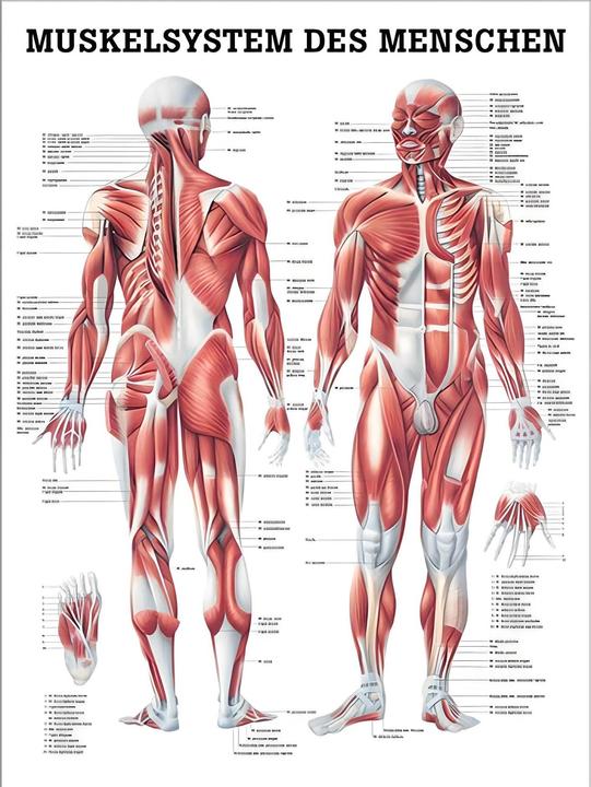 Immagine prodotto Rüdiger Grafico anatomico del sistema muscolare (70 x 70 cm)