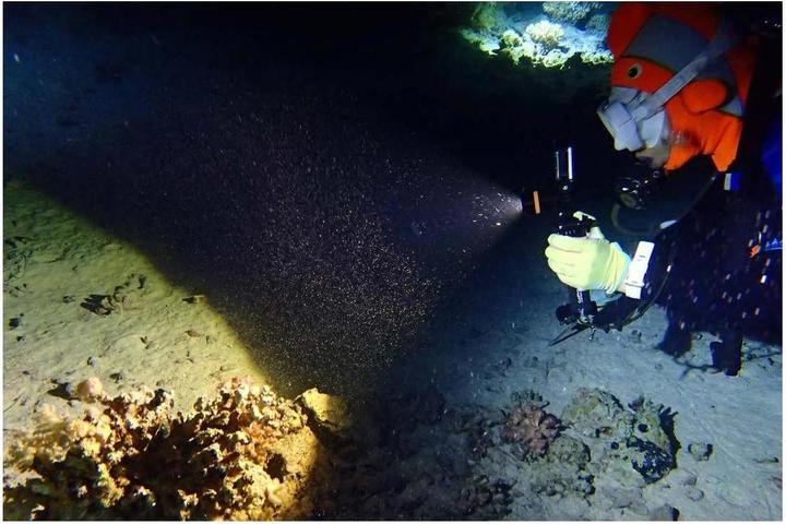 Produktbild Fenix Sd11 (13.80 cm, 1000 lm)