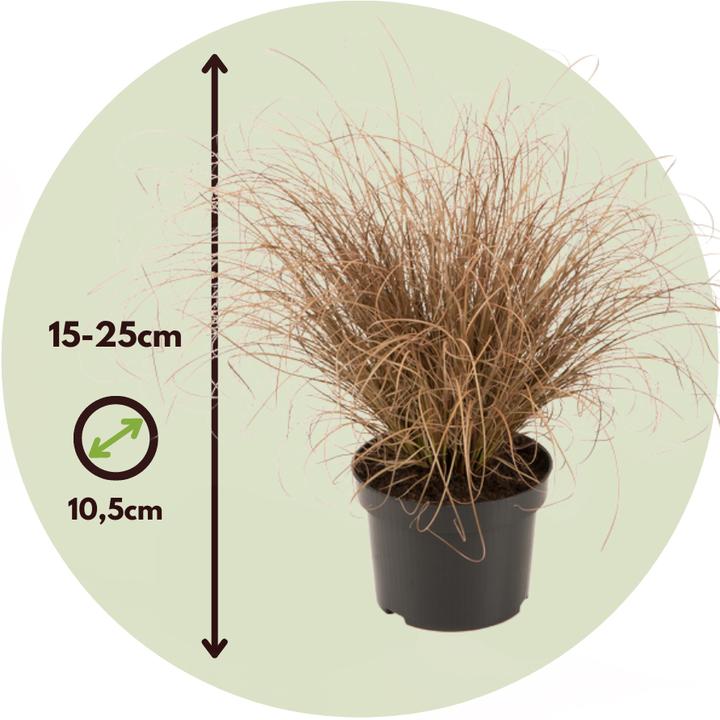 Actual product image Plant in a Box Carex Bronco - set of 6 ornamental grasses (15 cm)