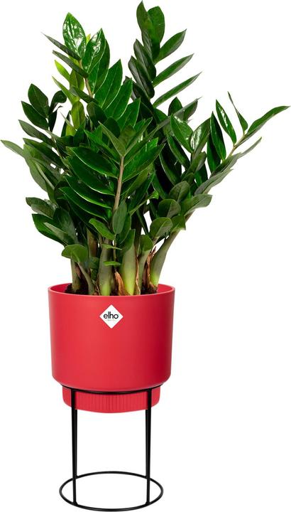 Produktbild Elho b.for studio (22 cm)