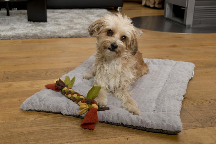 Actual product image Trend Pet Dog blanket Heaven, Grey, Size XS (Dog)